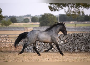 Murgese, Stallone, 2 Anni, Roano blu