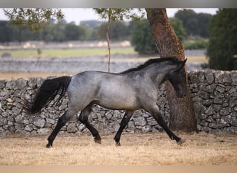 Murgese, Stallone, 2 Anni, Roano blu