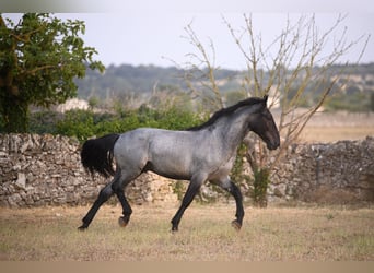 Murgese, Stallone, 2 Anni, Roano blu