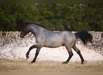 Murgese, Stallone, 2 Anni, Roano blu