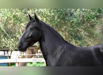 Murgese, Stallone, 3 Anni, 155 cm, Morello