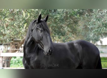 Murgese, Stallone, 3 Anni, 155 cm, Morello