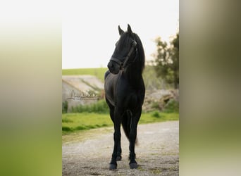 Murgese, Stallone, 3 Anni, 155 cm, Morello