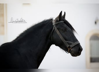 Murgese, Stallone, 3 Anni, 155 cm, Morello