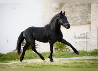 Murgese, Stallone, 3 Anni, 155 cm, Morello