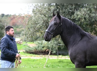 Murgese, Stallone, 3 Anni, 156 cm, Morello