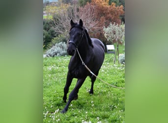 Murgese, Stallone, 3 Anni, 156 cm, Morello