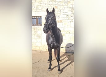 Murgese, Stallone, 3 Anni, 157 cm, Morello