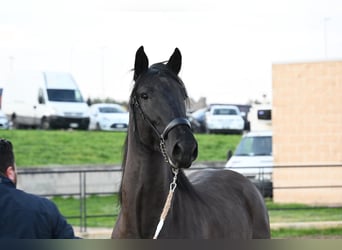 Murgese, Stallone, 3 Anni, 158 cm, Morello