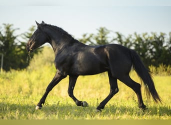 Murgese, Stallone, 3 Anni, 158 cm, Morello