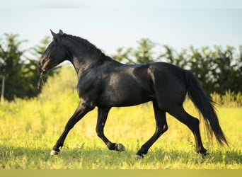 Murgese, Stallone, 3 Anni, 158 cm, Morello
