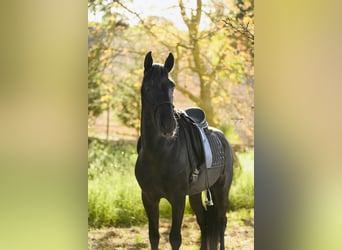 Murgese, Stallone, 3 Anni, 158 cm, Morello
