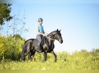 Murgese, Stallone, 3 Anni, 158 cm, Morello