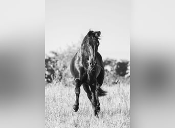 Murgese, Stallone, 3 Anni, 158 cm, Morello