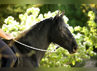 Murgese, Stallone, 3 Anni, 158 cm, Morello
