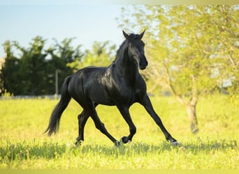 Murgese, Stallone, 3 Anni, 158 cm, Morello