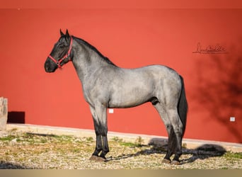 Murgese, Stallone, 3 Anni, 158 cm, Roano blu