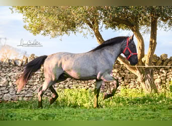 Murgese, Stallone, 3 Anni, 158 cm, Roano blu