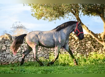 Murgese, Stallone, 3 Anni, 158 cm, Roano blu