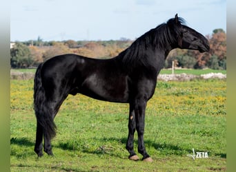 Murgese, Stallone, 3 Anni, 161 cm, Morello