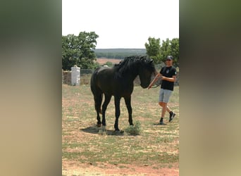 Murgese, Stallone, 3 Anni, 163 cm, Morello