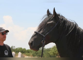 Murgese, Stallone, 3 Anni, 163 cm, Morello