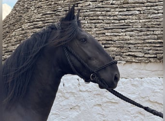 Murgese, Stallone, 3 Anni, 163 cm, Morello