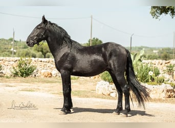 Murgese, Stallone, 3 Anni, 164 cm, Morello