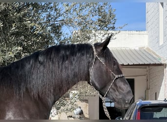 Murgese, Stallone, 3 Anni, 164 cm, Morello