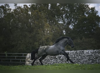 Murgese, Stallone, 3 Anni, 164 cm, Roano blu