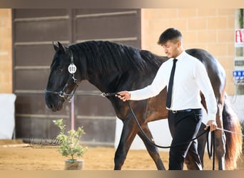 Murgese, Stallone, 3 Anni, 165 cm, Morello