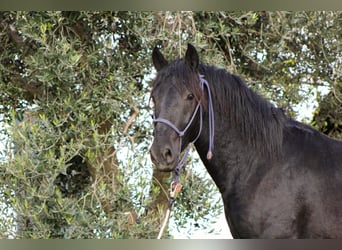 Murgese, Stallone, 3 Anni, 165 cm, Morello