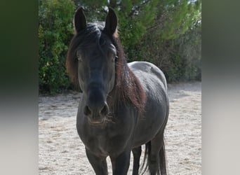 Murgese, Stallone, 4 Anni, 155 cm, Morello