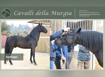 Murgese, Stallone, 4 Anni, 156 cm, Morello