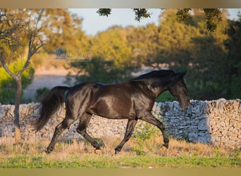 Murgese, Stallone, 4 Anni, 156 cm, Morello