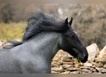 Murgese, Stallone, 7 Anni, 161 cm, Roano blu