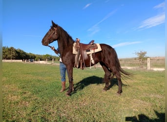 Murgese, Stute, 2 Jahre, Rappe