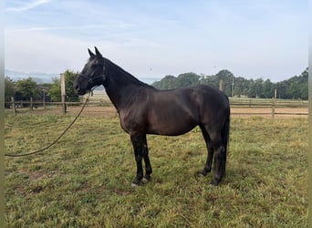 Murgese, Stute, 11 Jahre, 162 cm, Rappe