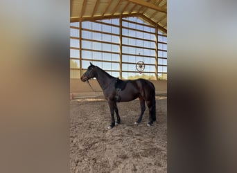 Murgese Mix, Stute, 13 Jahre, 155 cm, Brauner