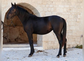 Murgese, Stute, 1 Jahr, 160 cm, Rappe