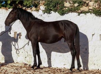 Murgese, Stute, 1 Jahr, 160 cm, Rappe