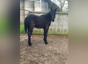 Murgese, Stute, 1 Jahr, Rappe