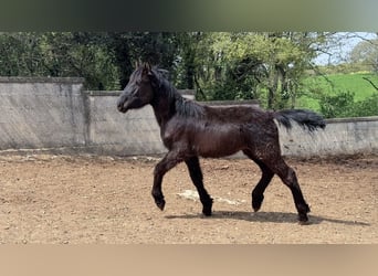 Murgese, Stute, 1 Jahr, Rappe