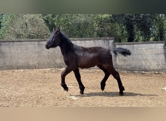 Murgese, Stute, 1 Jahr, Rappe