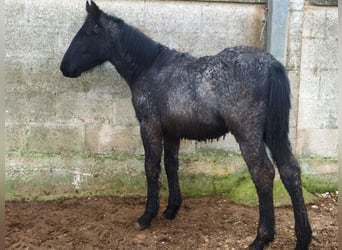 Murgese, Stute, 1 Jahr, Roan-Blue