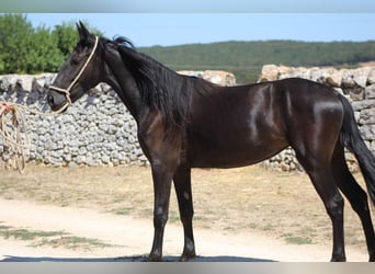 Murgese, Stute, 2 Jahre, 160 cm, Rappe