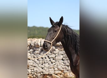 Murgese, Stute, 2 Jahre, 160 cm, Rappe