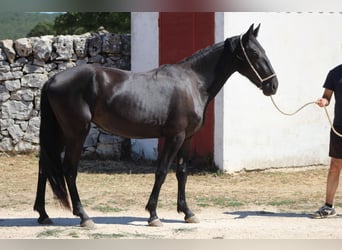 Murgese, Stute, 2 Jahre, 160 cm, Rappe