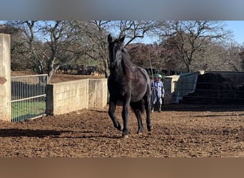 Murgese, Stute, 2 Jahre, 160 cm, Rappe