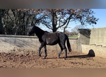 Murgese, Stute, 2 Jahre, 160 cm, Rappe